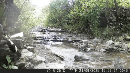 직박구리. (영상 그린피스 제공)/뉴스펭귄