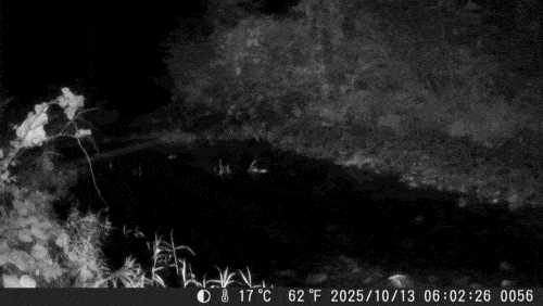 (영상 그린피스 제공)/뉴스펭귄