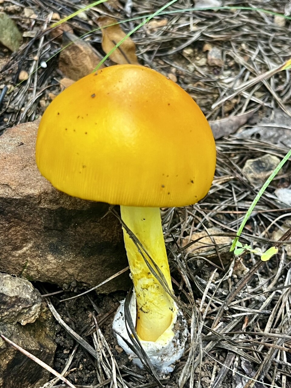 노란달걀버섯. (사진 서울환경연합 최진우 전문위원 제공)/뉴스펭귄