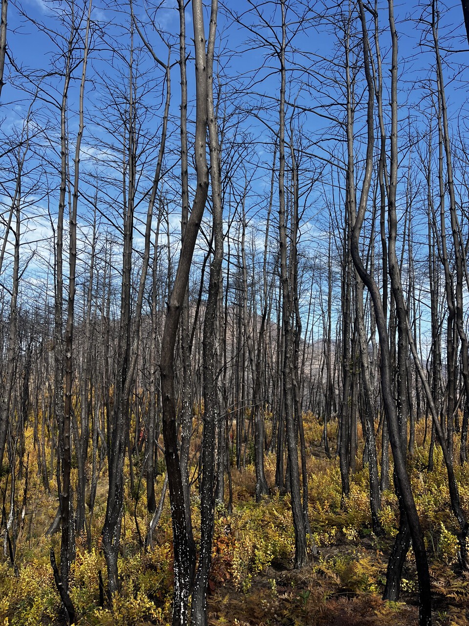 사이사이 버섯이 피어오른 나무들. (사진 서울환경연합 최진우 전문위원)/뉴스펭귄