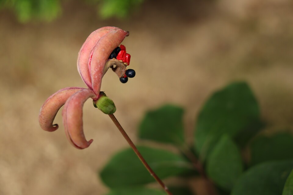 멸종위기 야생생물 Ⅱ급 ‘산작약’. (사진 국립생태원)/뉴스펭귄