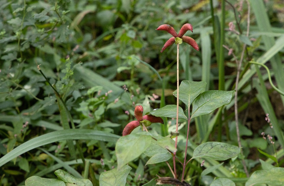 습기가 많고 반 그늘진 숲속에 사는 산작약. (사진 국립생태원)/뉴스펭귄
