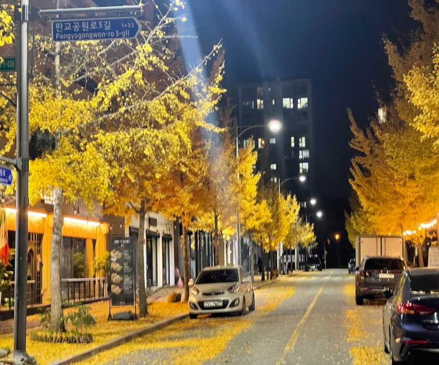 성남시가 판교동 상가주택단지 주차난 해소를 위한 노상주차장 설치를 추진하면서 가로수 일대 은행나무 100여 그루를 철거할 계획이다. (사진 제보자 제공)/뉴스펭귄