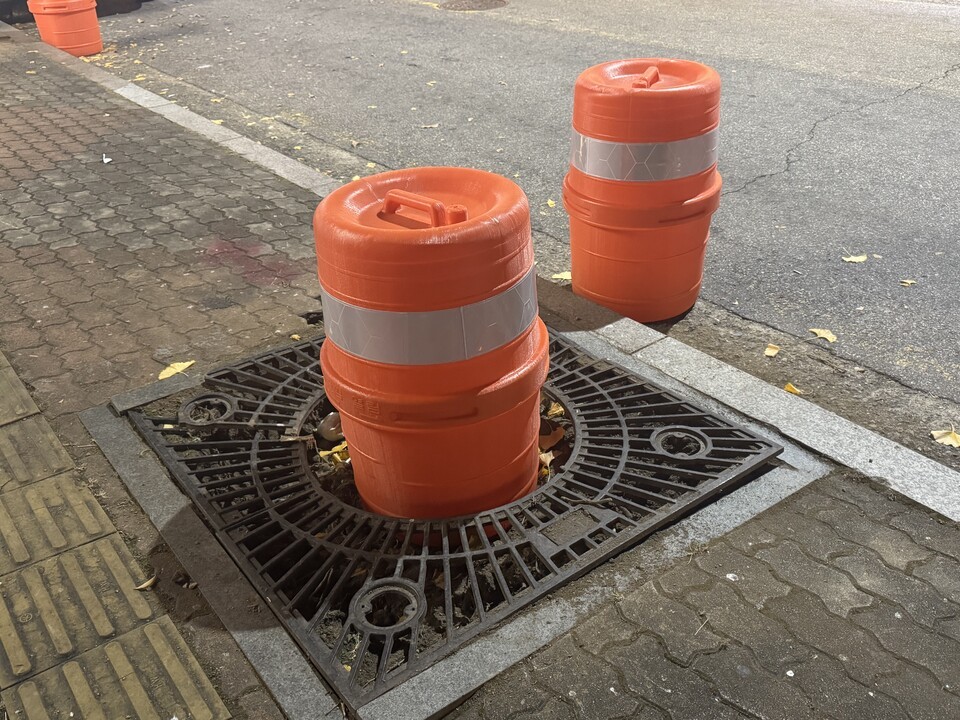 19일 오전 철거된 은행나무. (사진 우다영 기자)/뉴스펭귄