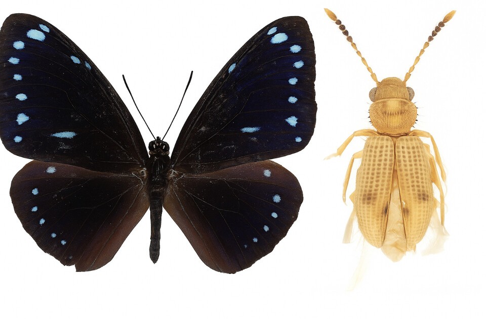 왼쪽부터 거제도에서 발견된 푸른줄까마귀왕나비, 제주도에서 발견된 닮은모래가는납작벌레. (사진 국립호남권생물자원관)/뉴스펭귄 