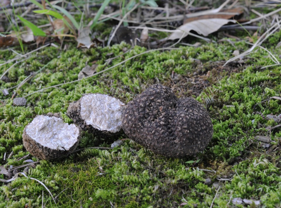 국내에 새롭게 보고된 흙갈색덩이버섯. (사진 국립생물자원관)/뉴스펭귄