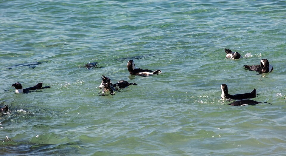 지난 30년간 개체수 10마리 중 8마리가 사라지는 아프리카펭귄은 기후변화와 먹이 감소, 어업 압력이라는 위협을 동시에 받고 있다. (사진 Wikimedia Commons)/뉴스펭귄