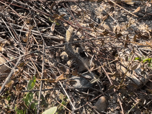 가만히 들여다보면 작디작은 몸을 뚫고 뛰는 심장까지 보인다. (영상 우다영 기자)/뉴스펭귄