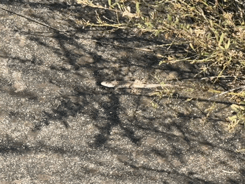 땅이 미지근하게 데워지면 순간 지표로 올라왔다가, 위험을 감지하면 단숨에 사라진다. (영상 우다영 기자)/뉴스펭귄