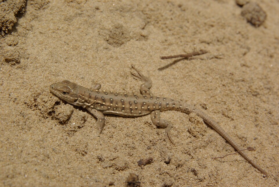 표범장지뱀 대표 서식지인 신두리 해안사구는 고운 모래와 적은 식생이 특징이지만, 구미 해평습지는 그 반대다. 사진은 신두리 해안사구에서 발견된 표범장지뱀. (사진 구교성 박사 제공)/뉴스펭귄