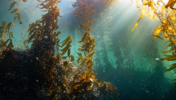 (사진 송지혜 펭윙스. Underwater kelp forest. ©Erick Morales Oyola / Unsplash