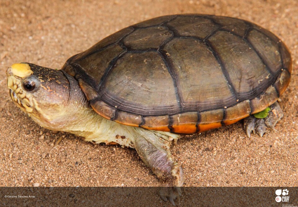 도시 한가운데에 서식지가 있어 개발위협으로부터 적극적인 보호조치가 필요하다 (사진 IUCN RedList)/뉴스펭귄