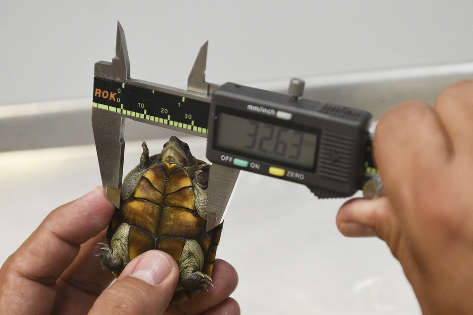 발라르타 진흙거북은 세상에서 가장 작은 거북으로, 반려동물 시장에서 불법 거래의 주요 대상이다 (사진 commons wikimedia)/뉴스펭귄