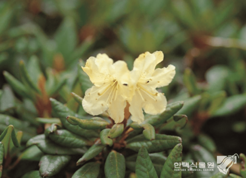멸종위기종 노랑만병초. (사진 이강운 대기자 @한택식물원)/뉴스펭귄