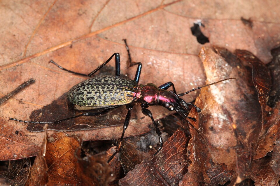 멸종위기종 멋조롱박딱정벌레. (사진 이강운 대기자)/뉴스펭귄