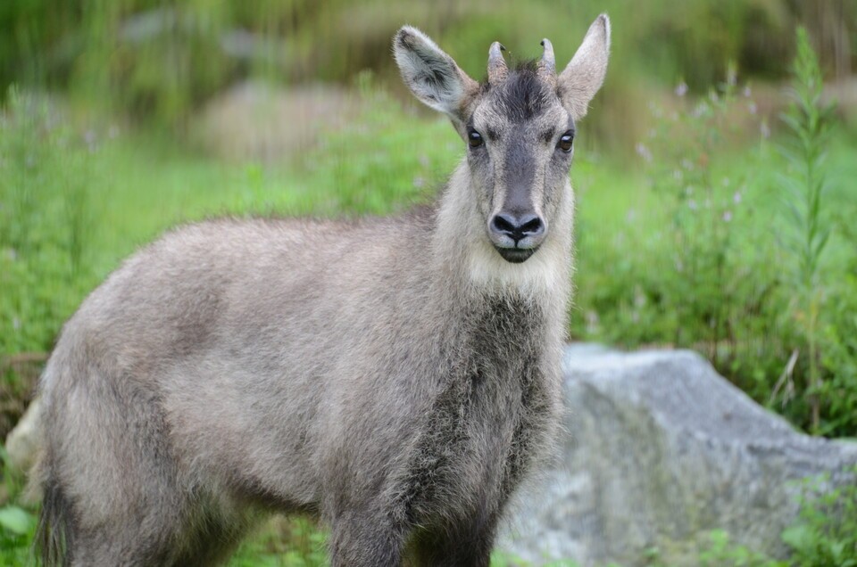 멸종위기종 산양. (사진 이강운 대기자)/뉴스펭귄