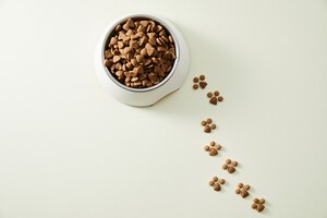 반려동물 밥상 위 탄소발자국...펫푸드 산업의 환경 비용 - 뉴스 썸네일 이미지