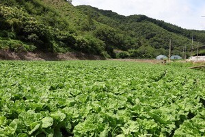 "사라지는 여름배추 살려라"...폭염 견디는 품종 속속 등장